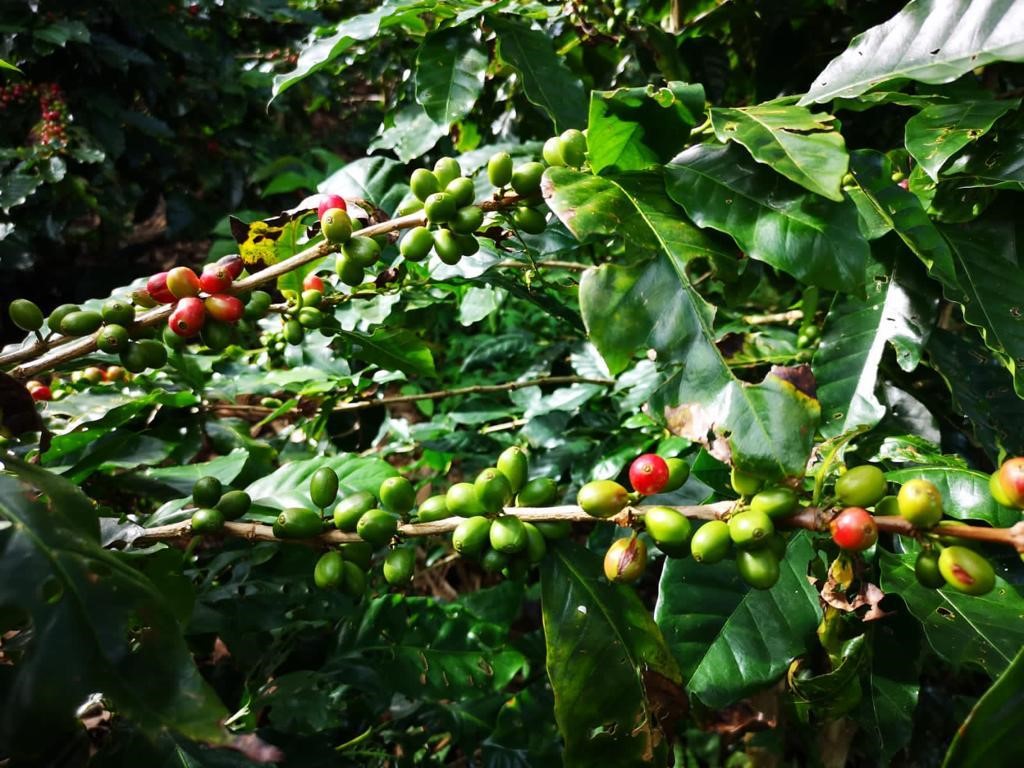 Coffee plants on the organic plantation