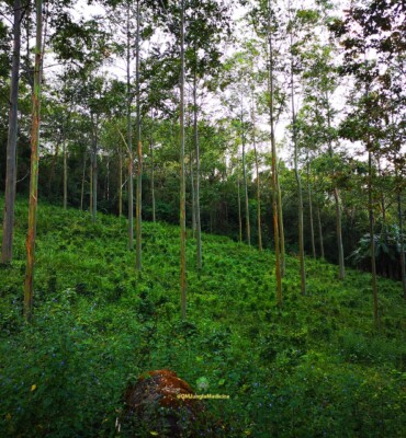 Nature at OM Jungle Medicine — photo 8