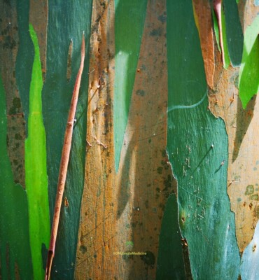 Nature at OM Jungle Medicine — photo 15