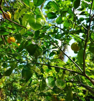 Sustainability at OM Jungle Medicine — photo 9