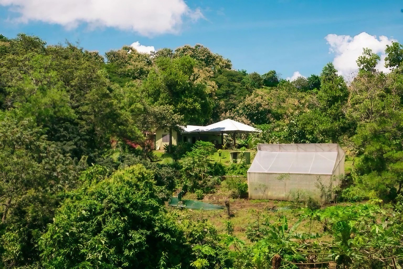 The medicinal and organic food garden