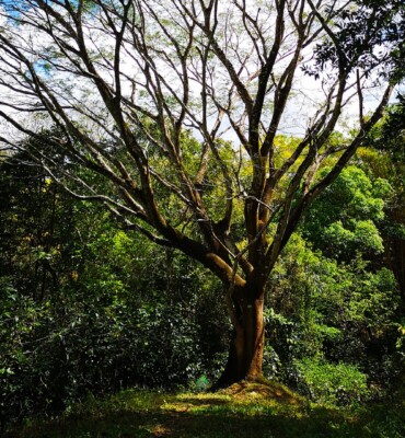 Nature at OM Jungle Medicine — photo 14