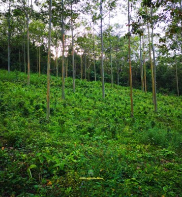 Nature at OM Jungle Medicine — photo 6