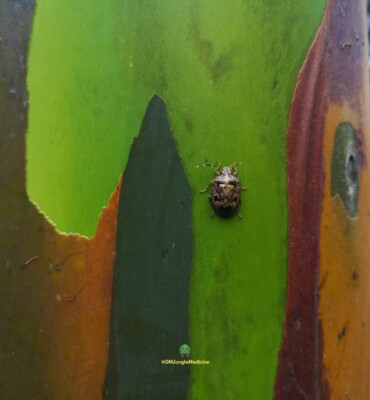 Nature at OM Jungle Medicine — photo 7