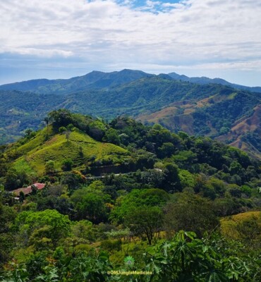 Nature at OM Jungle Medicine — photo 10