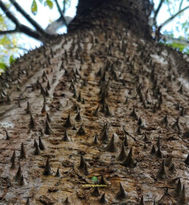 Nature at OM Jungle Medicine — photo 19
