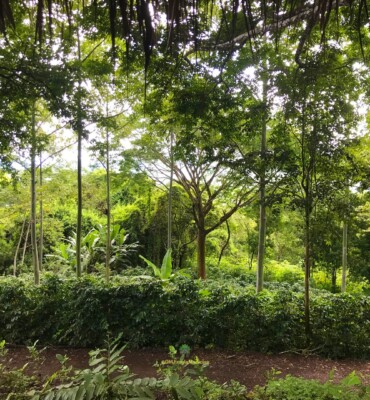 Nature at OM Jungle Medicine — photo 9