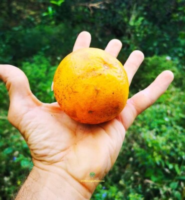 Sustainability at OM Jungle Medicine — photo 11