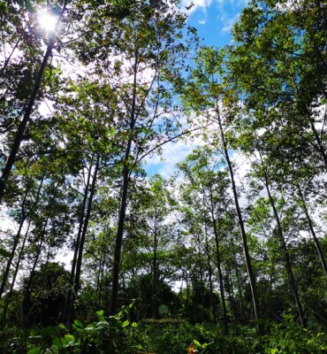 Nature at OM Jungle Medicine — photo 17