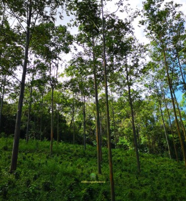 Nature at OM Jungle Medicine — photo 16